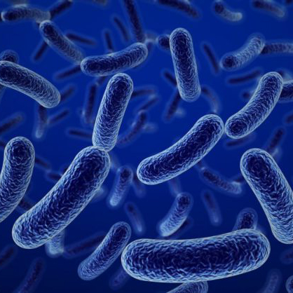 La caracterización molecular de bacterias