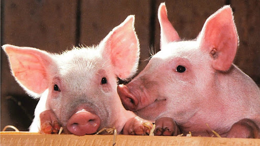 14 de Junio – Día de la Porcicultura